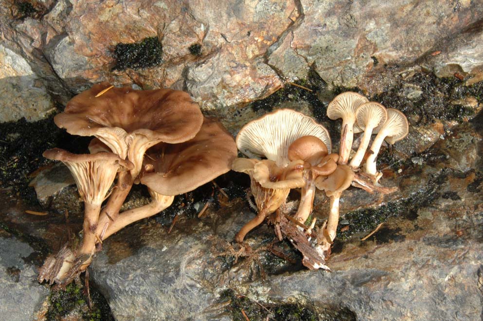 Pseudoarmillariella ectypoides